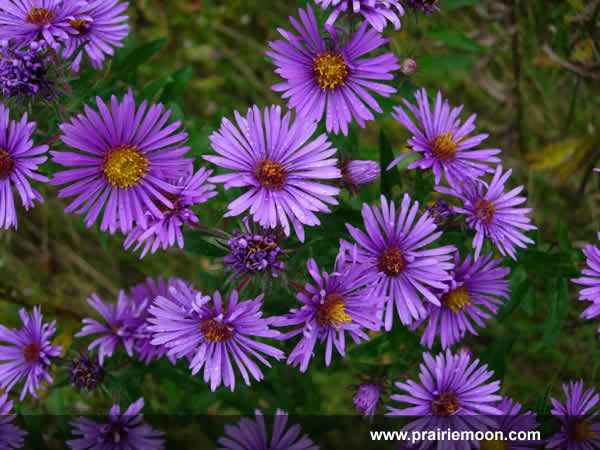 Aster novae-angliae